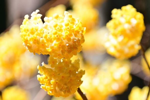 ミツマタの花クローズアップ