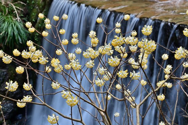 水流を背景にしたミツマタの花