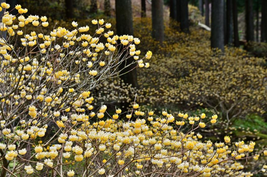 ミツマタ群生地