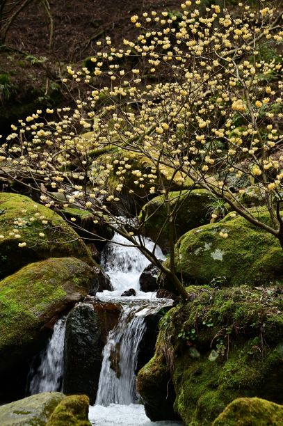 渓谷の流水とミツマタ