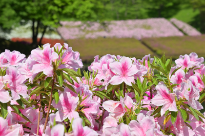 つつじの丘公園の湧水池周辺3
