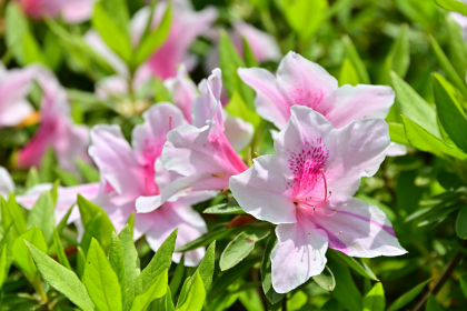 つつじの丘公園のアケボノツツジ