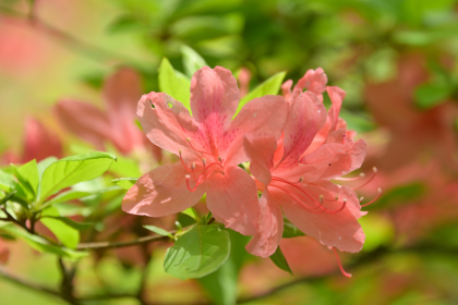 つつじの丘公園のヤマツツジ