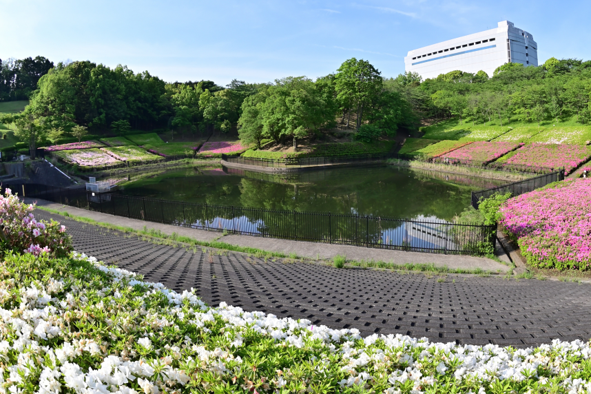 つつじの丘公園の湧水池周辺