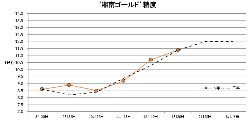 湘南ゴールド糖度