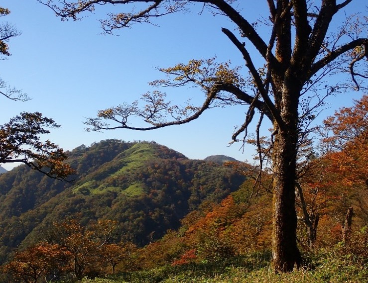 10月17日丹沢山山頂そろそろ見ごろ