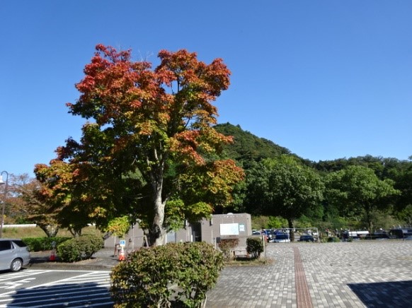 10月17日鳥居原園地色づき始め