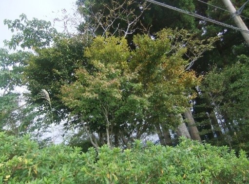 10月18日大野山山頂色づき始め