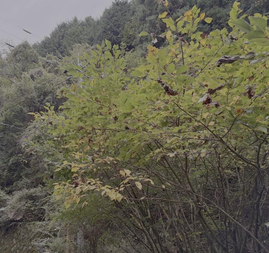 10月18日ヤビツ峠色づき始め