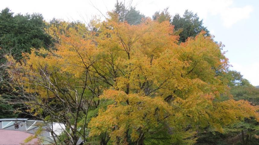 10月30日ヤビツ峠周辺