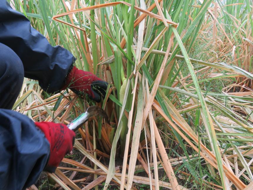 マコモタケ収穫前