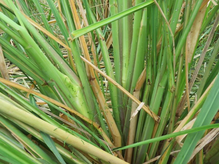 成長途中のマコモタケ