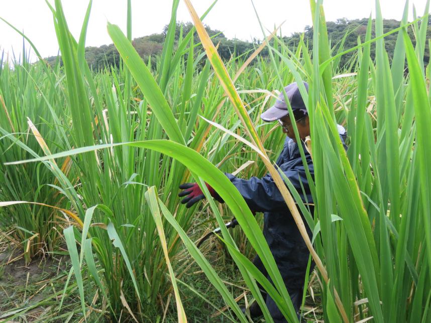 マコモの田んぼと西方さん