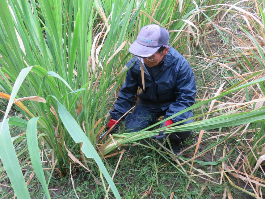 マコモを収穫する西方さん