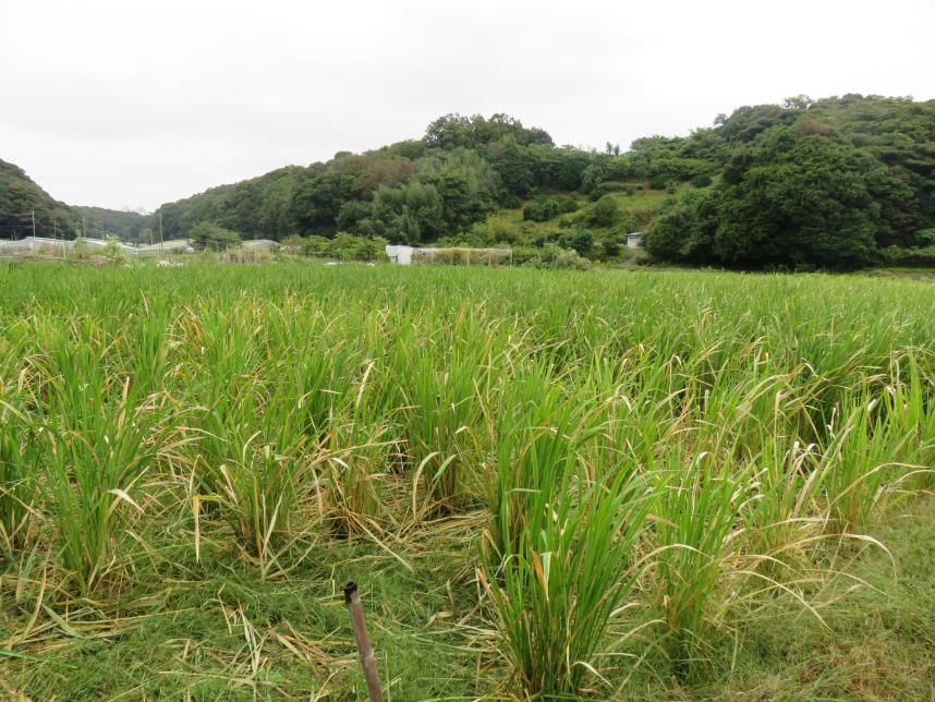 マコモの田んぼ