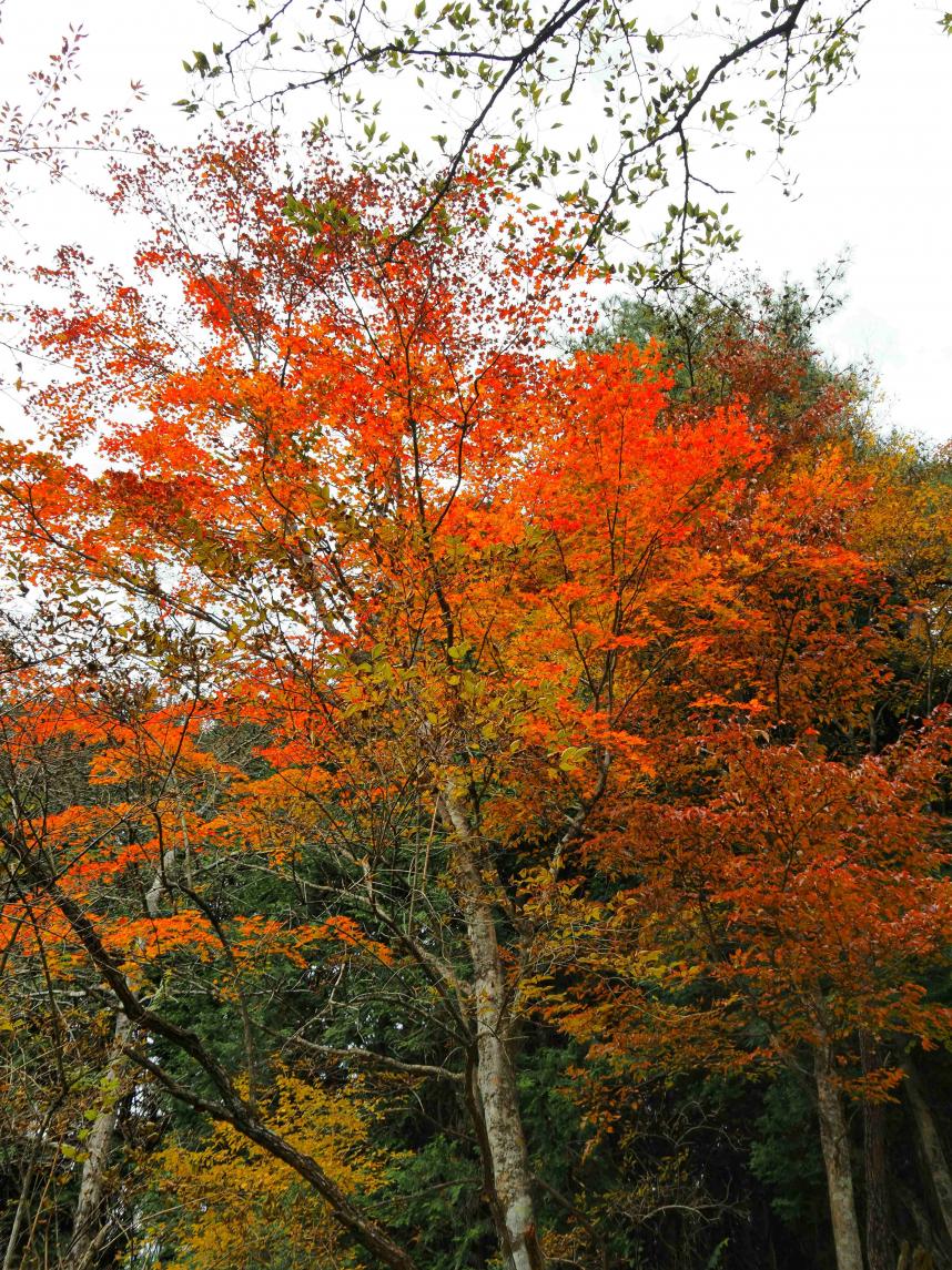 111205_Okuraone_horiyama