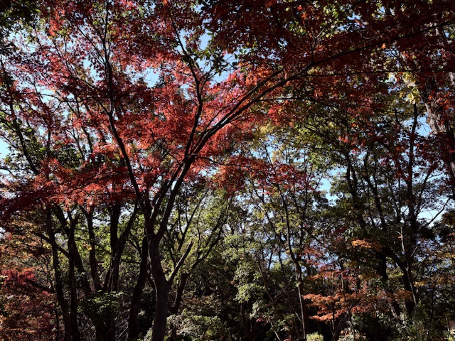 令和7年11月3日陣馬山山頂
