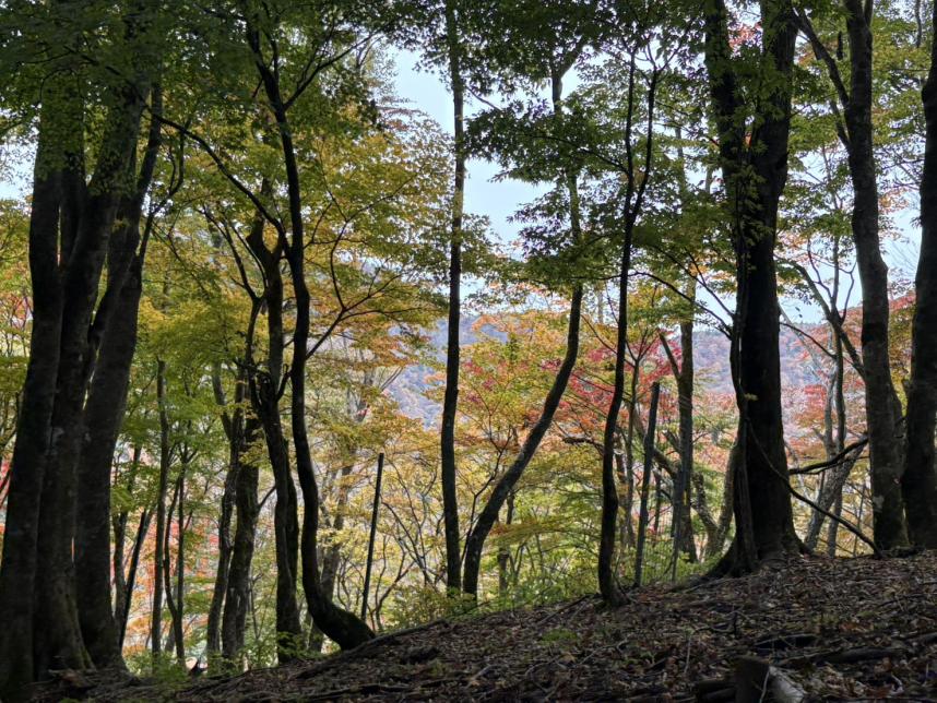 令和7年11月5日平丸標高約1100メートル