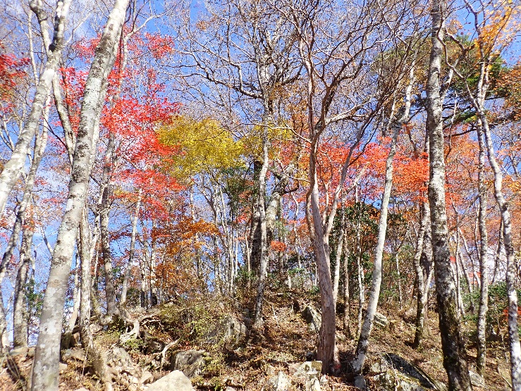 令和7年11月16日犬越路周辺見ごろ過ぎ