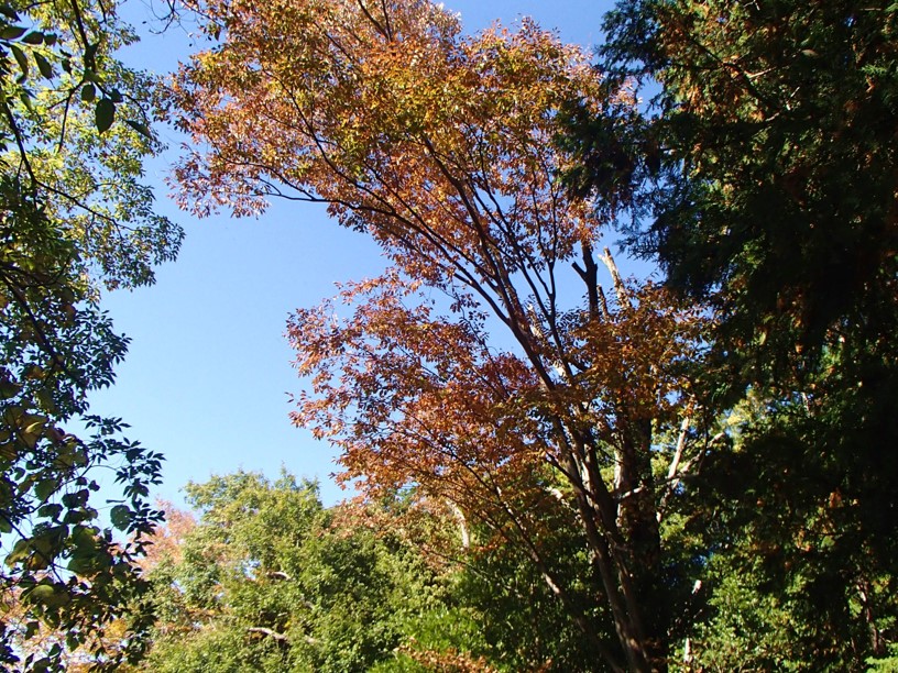 11月14日念仏山山頂見ごろ