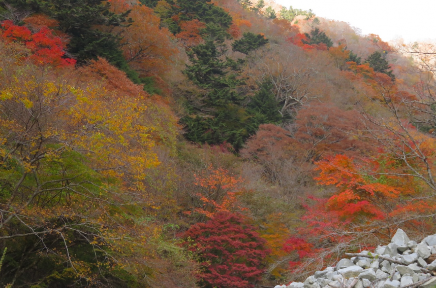 令和7年11月16日ゴーラ沢出合見ごろ過ぎ