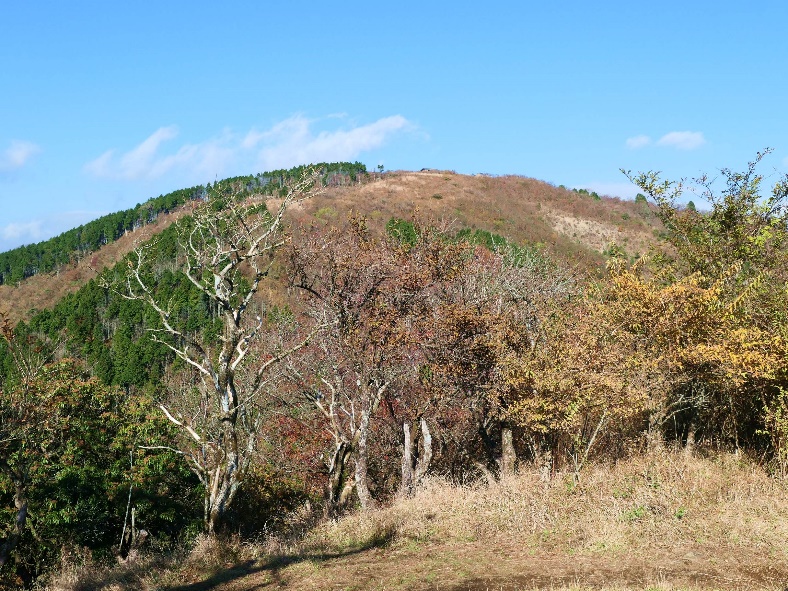 令和7年11月16日二ノ塔から三ノ塔方面落葉