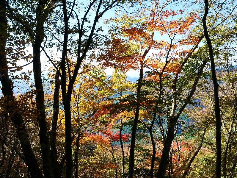 令和7年11月16日イ三ノ塔尾根標高約850メートル