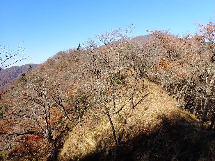 令和7年11月14日犬越路と檜洞丸の間落葉