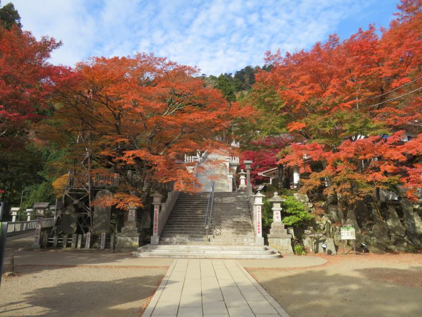 11月18日大山阿夫利神社下社見ごろ