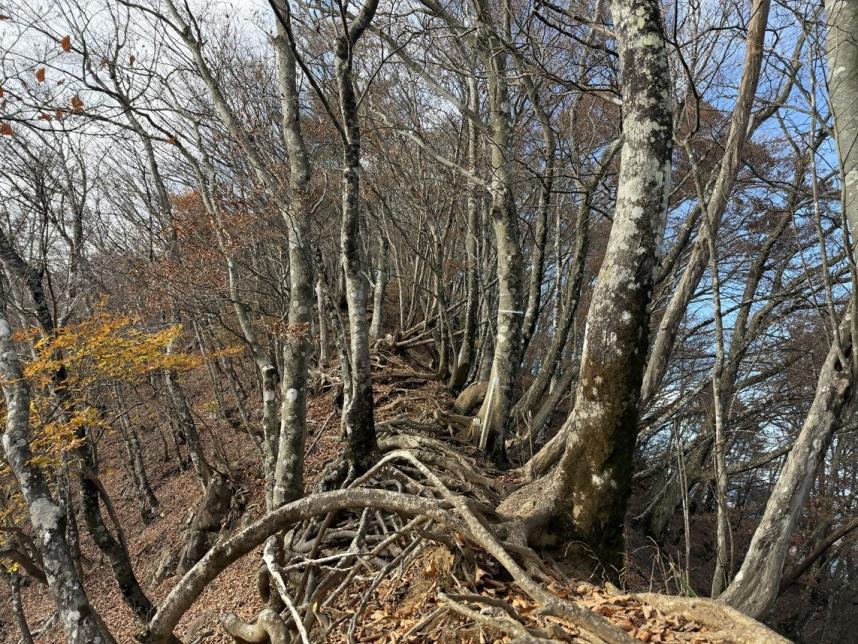 11月19日黍殻山山頂周辺