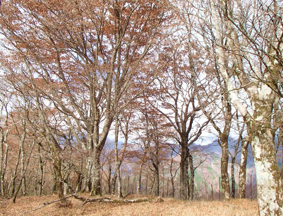 11月19日鍋割山稜小丸周辺