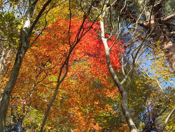 鳥屋と焼山の間 標高約750メートルの紅葉