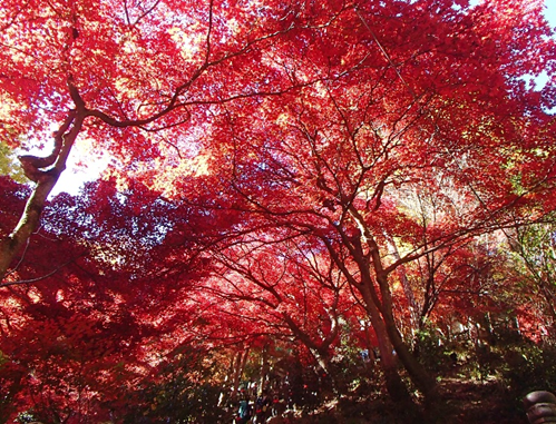 11月21日大山寺の紅葉