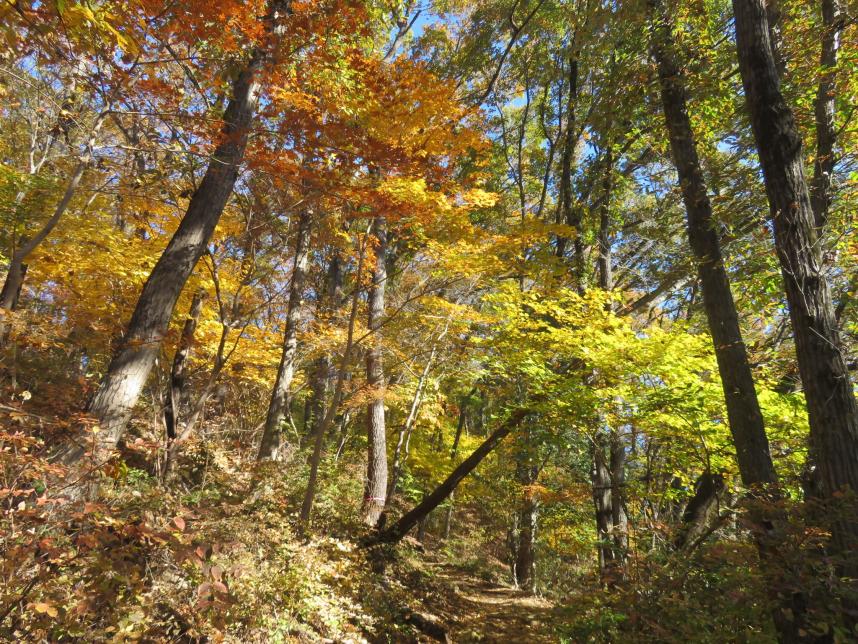11月21日陣馬山標高約400メートルの紅葉