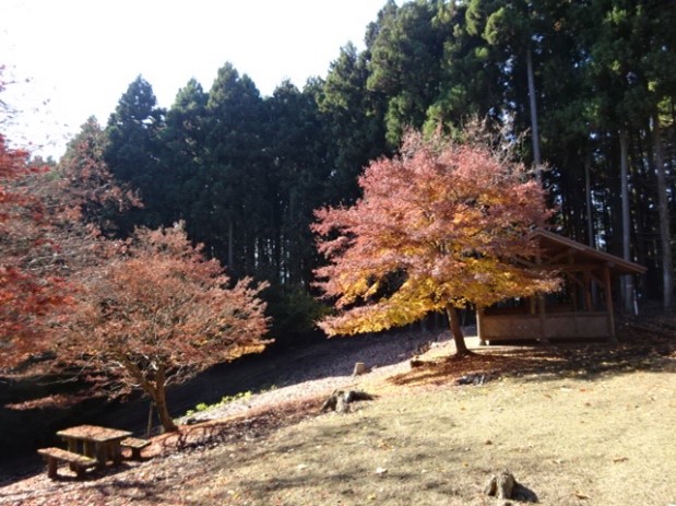 11月26日権現平山頂園地の紅葉