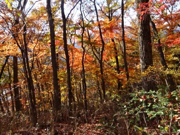 11月26日権現平登山口周辺