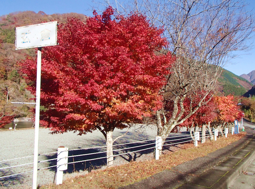 11月26日玄倉周辺の紅葉