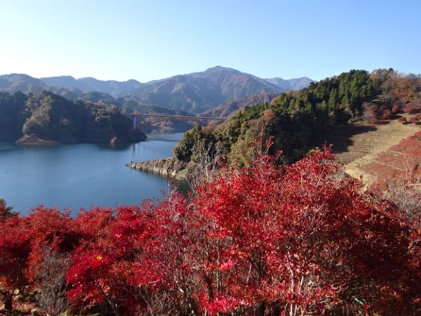 11月26日鳥居原園地周辺の紅葉