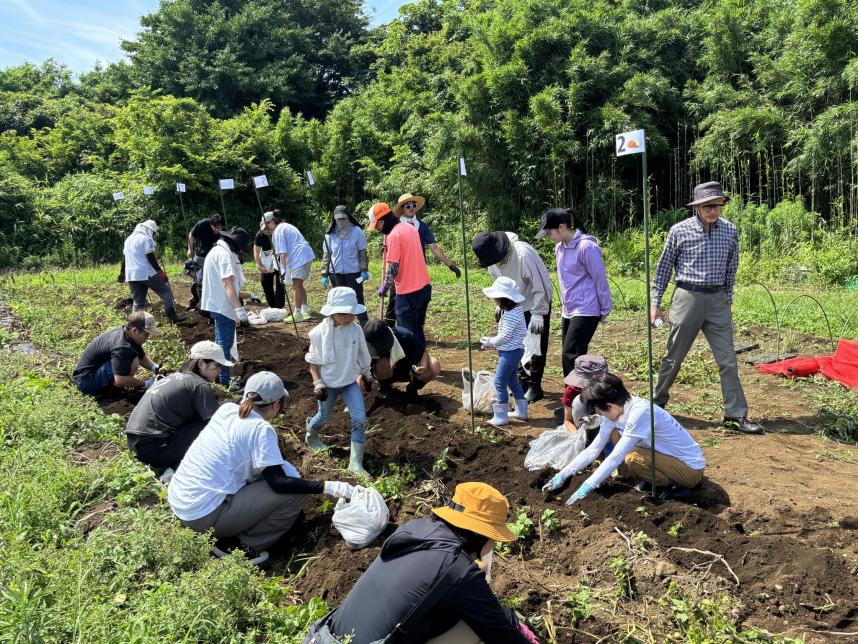 じゃがいも堀り写真