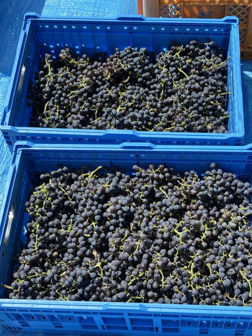 収穫したぶどう