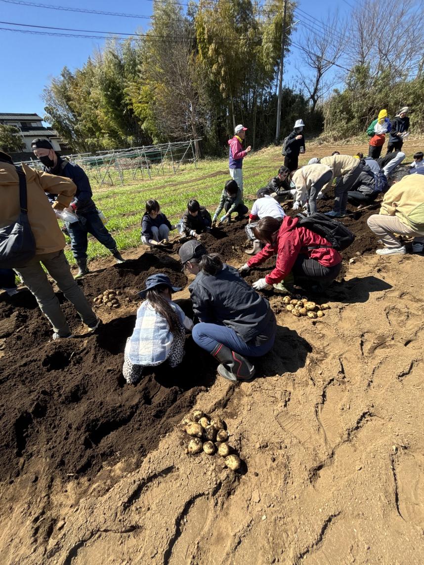 じゃがいもほり