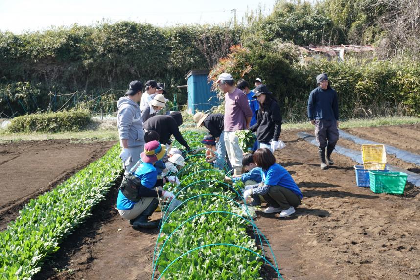 収穫体験の様子