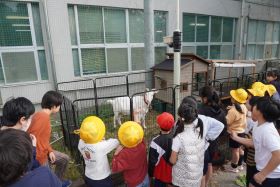 やぎが待ってる