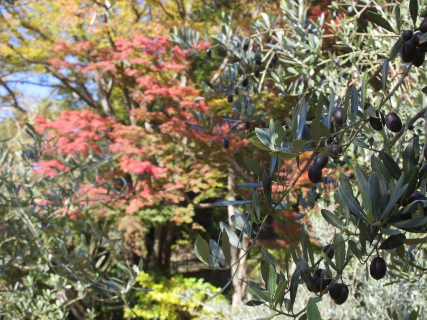 オリーブと紅葉