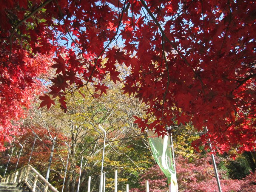 大山の紅葉