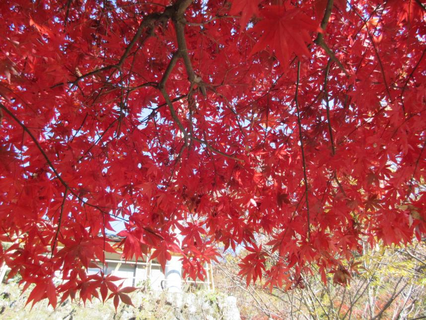 見頃を迎えた紅葉