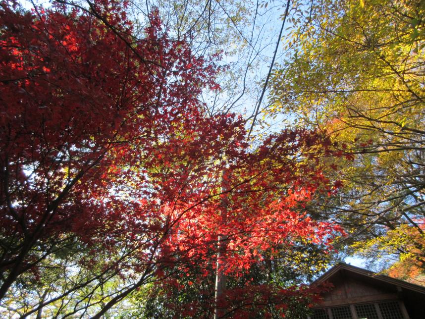 彩り豊かな紅葉