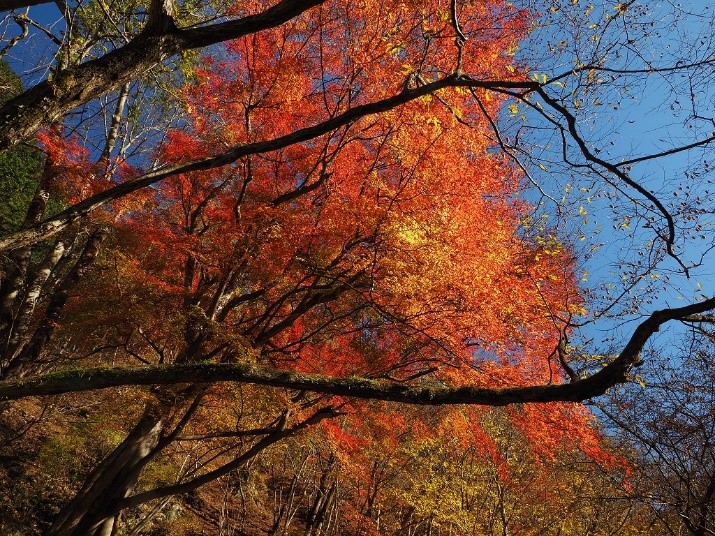 11月28日二俣周辺