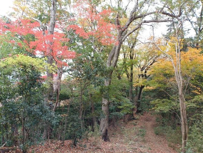 11月29日順礼峠と物見峠の間