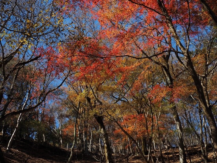 11月28日後沢乗越
